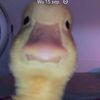 duckeyduk