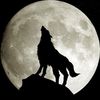 Wolf Video