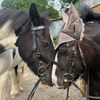 Emma Equine🐴💙🏴󠁧󠁢󠁷󠁬󠁳󠁿