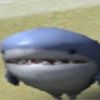 everythingsharks
