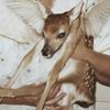 fawninterlude