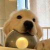 FurryFavesHub