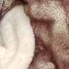 Fur coat fans