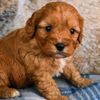 Gizmo The Cavapoo
