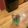 MrGolden