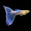 All about GUPPY 🐬 (INT'L.)