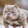 hallmarkbully