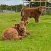 Heads of Ayr Farm Park 🐾