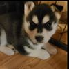 Hellhound.Husky