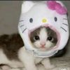 hellokitty.stu
