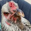 HereChickyChicky