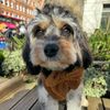 Hersheythecavapoo