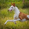 Hounds of Morado
