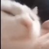 Join the cat army😼