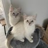 Isla & Skye