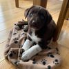 Kali the Collie Labrador