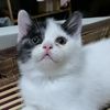 KitchenwareCat