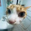 Kitten sings lyrics /ᐠﹷ ‸ ﹷ ᐟ\