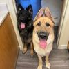 Koda & Dallas