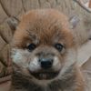 コグナブル