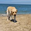 Labrador Teddy