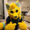 SoupCoyote