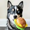 Levi the Pomsky
