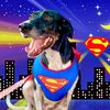 Lexithejumpingdog