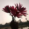 Sathish Muruga