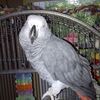 Libirdy T