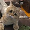 Zephyr de Smol