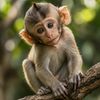 Little monkey
