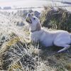LunaTheLab