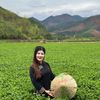 Lụa Vy (Trà Diếp cá)