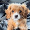 LucyTheCavapoo 🇨🇦