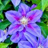 ALee🦋Gardens