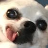 MeepDaSheep