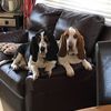 Melanie, Bertie & Freddie 🐾