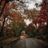 mellow.fall