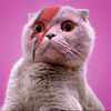 millathecat