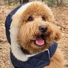 🐾 Modi the Doodle 🐾