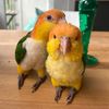 Capi & Kees