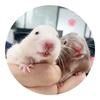 MouseMickeys