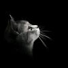 Mr.cat☠