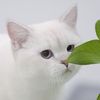 mrhappycattt