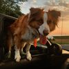 muttfromhell