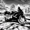 Nina Noir CBR
