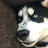 OneLastWolf