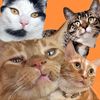 theorangeboysofweho