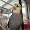 Ourflockingpets